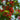 Royal Poinciana, 50 Seeds