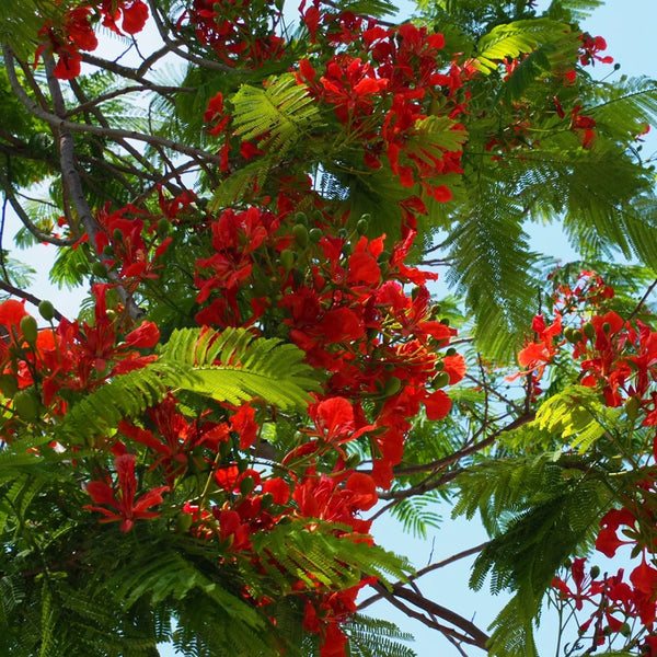 Royal Poinciana, 50 Seeds