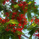 Royal Poinciana, 50 Seeds