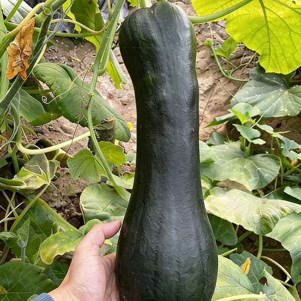 Extra-Early Mobo Squash, 15 Seeds