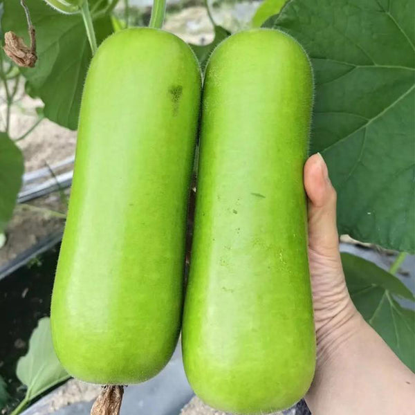 Cuiying Bottle Gourd Seeds, 10g