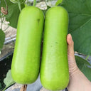 Cuiying Bottle Gourd Seeds, 10g