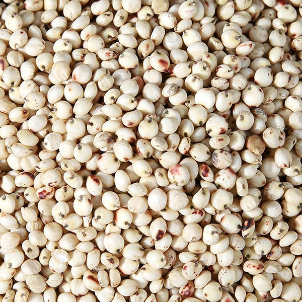 'Bainuo No.1' White Waxy Sorghum Seeds, 40g