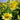'Lotus Emergence' Sunflower, 10 Seeds