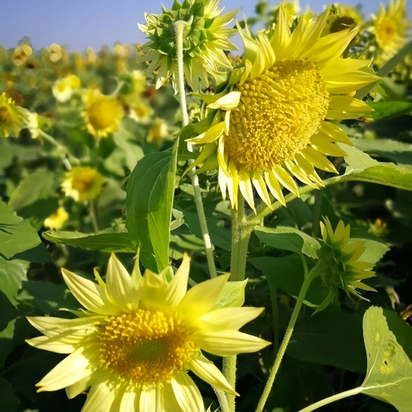 'Lotus Emergence' Sunflower, 10 Seeds