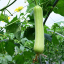 'Xiangyubai' Luffa Seeds, 10g