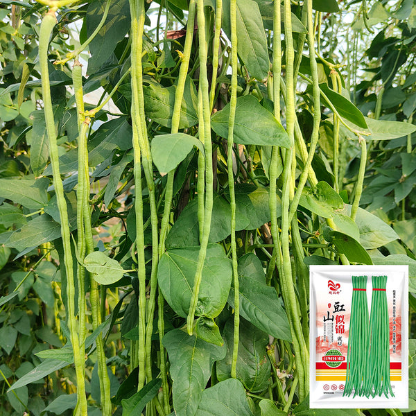 'Jiangshan Sijin' Cowpea Seeds, 100g