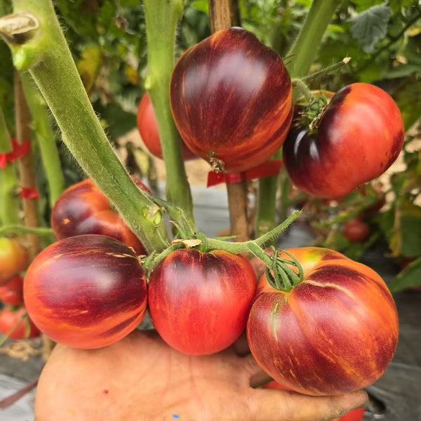 1105 Dwarf Tomato, 5 Seeds