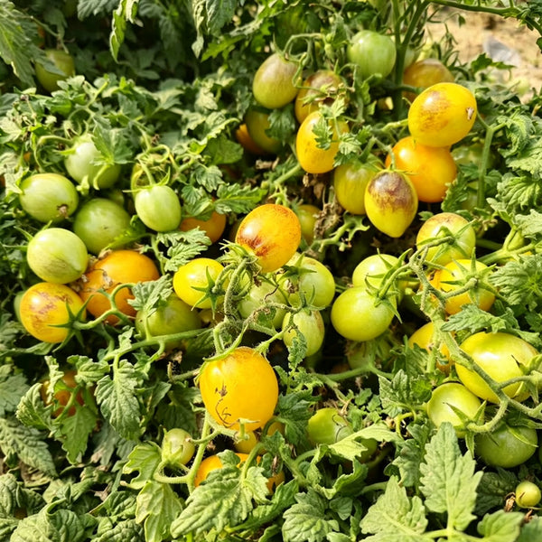 42 Golden Hour Tomato, 5 Seeds
