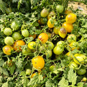 42 Golden Hour Tomato, 5 Seeds