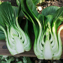 'Aijiaoqing' Bok Choy Seeds, 5g