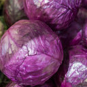 W957 Purple Wind Red Cabbage, 50 Seeds