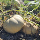 Jinyu 888 Pumpkin