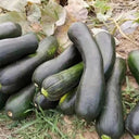 Zhengqing No.1 Black-skinned Pumpkin, 10 Seeds