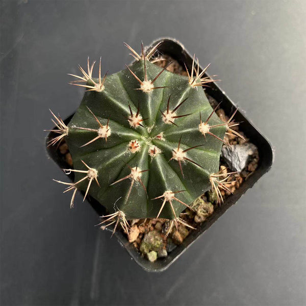 Melocactus caesius, 4cm