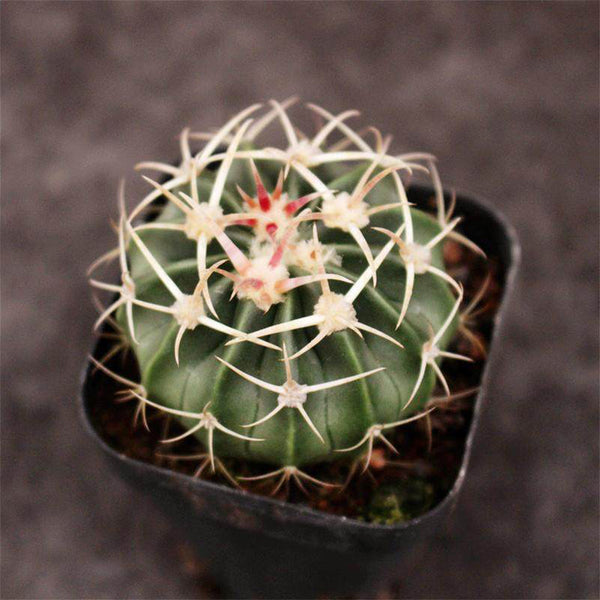 Echinocactus texensis, 3cm