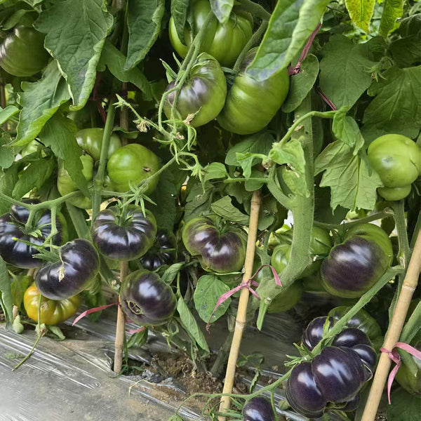 1025 Cosmic Trail F5 Tomato, 5 Seeds