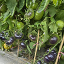 1025 Cosmic Trail F5 Tomato, 5 Seeds