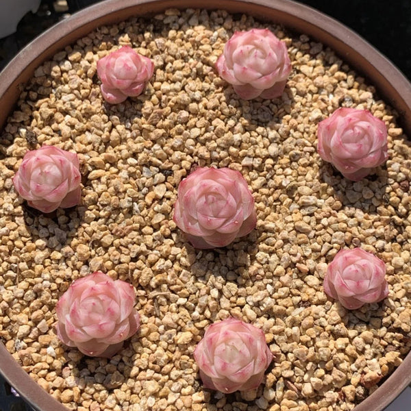 Echeveria cv. 'Pandora Queen', 2pcs x 1-head