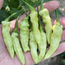 Pickling Pepper Seeds, 0.5g
