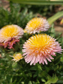 Pink Dandelion