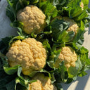Orange Flower No.2 Cauliflower Seeds, 1g