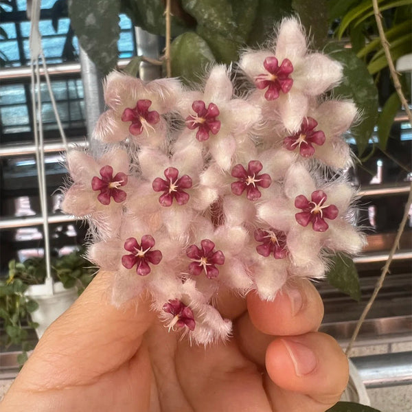 Hoya caudata 'Big Green Leaf', 1 Cutting