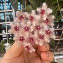 Hoya caudata 'Big Green Leaf', 1 Cutting