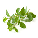 American Sweet Marjoram Seeds, 200 Seeds