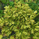 Japanese Ashitaba, 50 Seeds