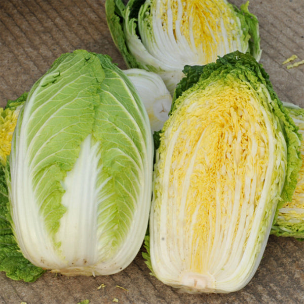 Golden Phoenix Chinese Cabbage Seeds, 5 × 4g Bags