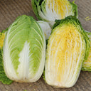 Golden Phoenix Chinese Cabbage Seeds, 5 × 4g Bags