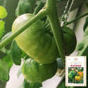 Cherokee Green Tomato, 10 Seeds