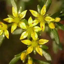 Reflexed Stonecrop Seeds, 200 Seeds