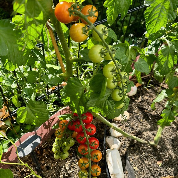 Pearl Falls Tomato, 20 Seeds