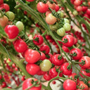 Saint Anne Cherry Tomato, 10 Seeds