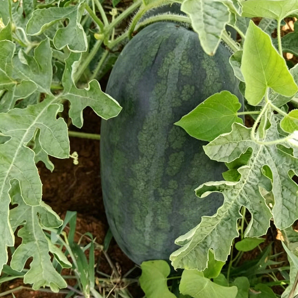 Black Beauty Watermelon, 20 Seeds
