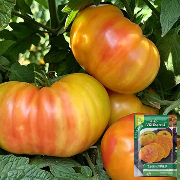 Hillbilly Potato Leaf Tomato, 15 Seeds