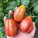 Red Pear Tomato, 100 Seeds