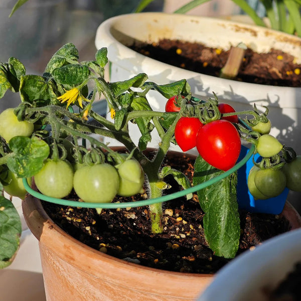 'Evita' Mini Potted Tomato Seeds