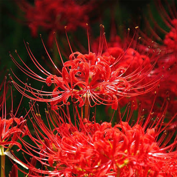 Red Spider Lily, 3 Bulbs