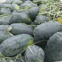 'Midnight Emperor' Black Beauty Watermelon Seeds, 10 Seeds