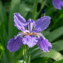 Blue Butterfly Iris, 100 Seeds
