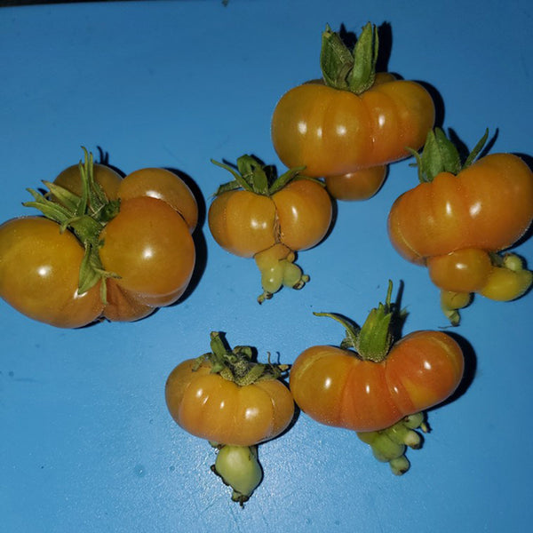 Dean's Chickie Cherry Tomato Seeds, 5 Seeds