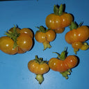 Dean's Chickie Cherry Tomato Seeds, 5 Seeds