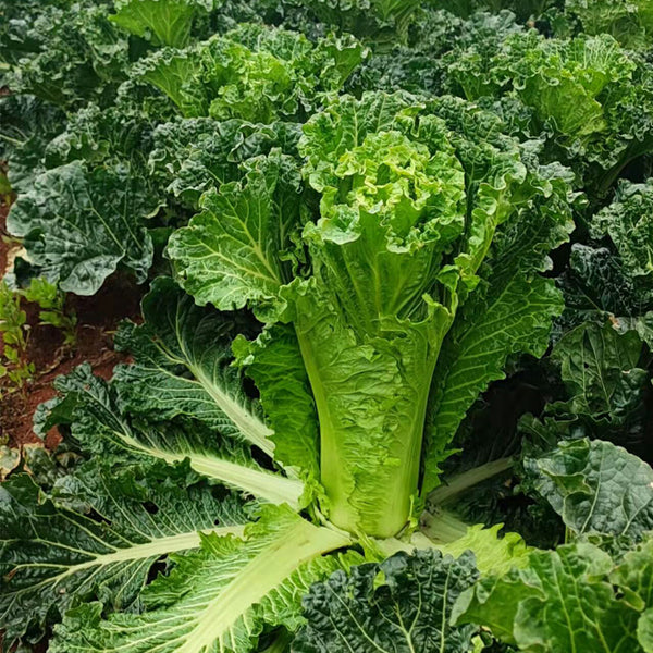 'Cuiqing No.8' Chinese Cabbage Seeds, 10g