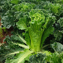 'Cuiqing No.8' Chinese Cabbage Seeds, 10g