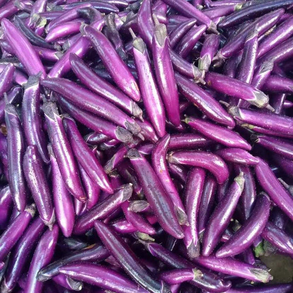 W963 Red Gold Purple-Red Long Eggplant, 5g
