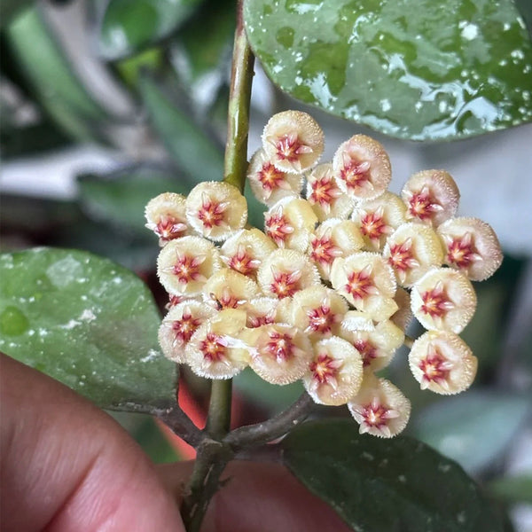 Hoya walliniana 'Dark Leaf Splash', 5 Cuttings