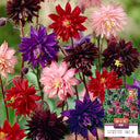 Hezhichun Aquilegia 'Barlow' Seeds, 1g